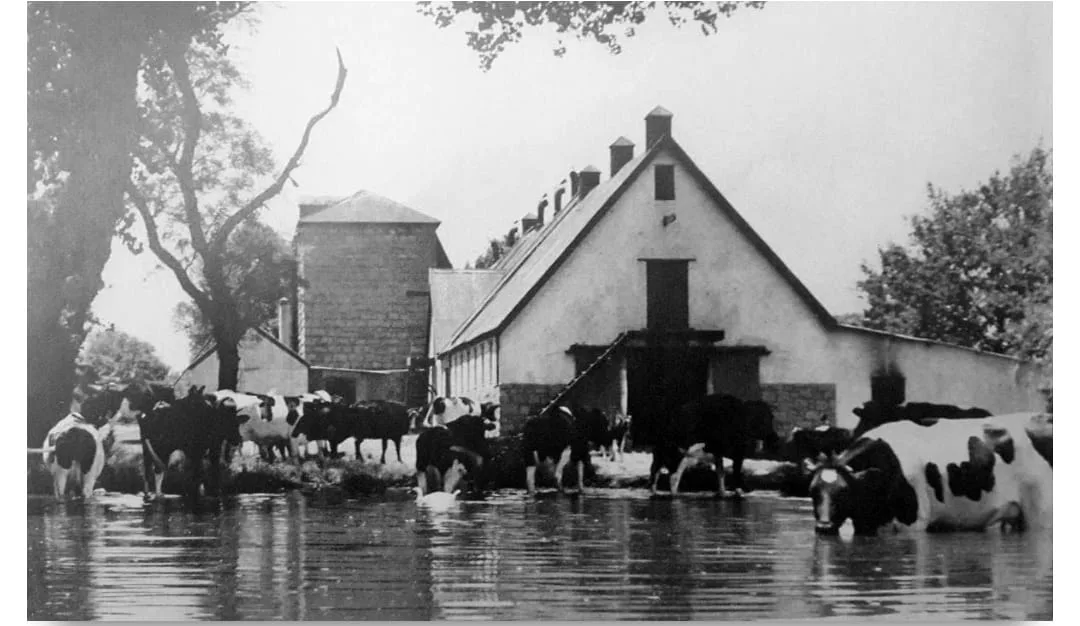 Irene Farm